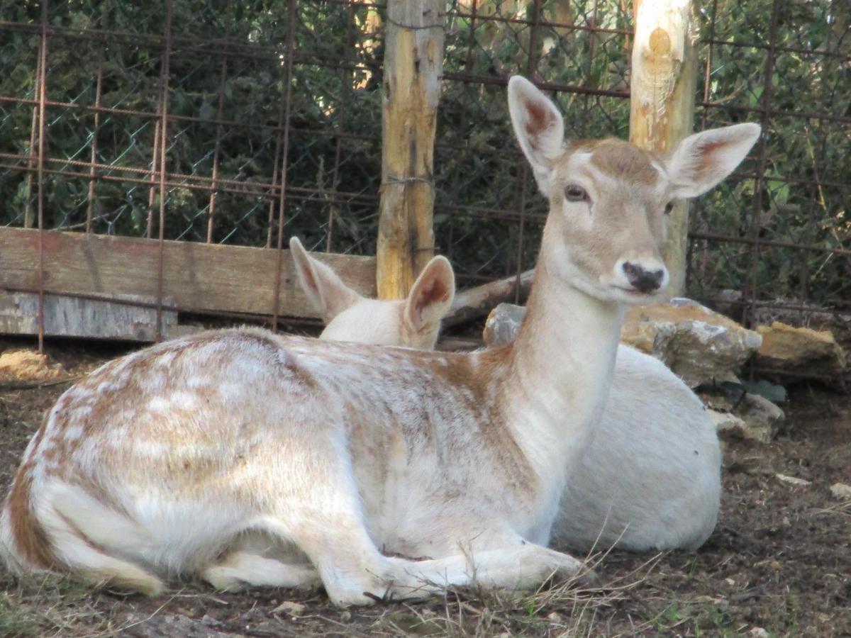 Il Daino Bianco Country Hotel Manciano Εξωτερικό φωτογραφία